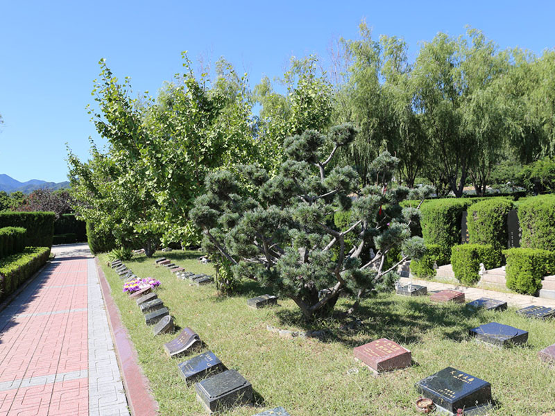 选择树葬的优点