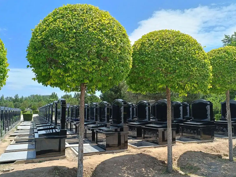 墓地产权多少年