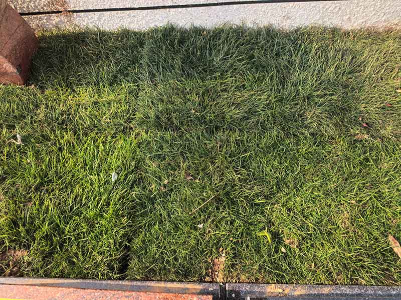 草坪葬的实施流程 