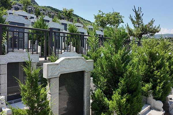 一般墓地种多少棵柏树对子孙后代有好处 一般墓地种多少棵柏树对子孙后代有好处
