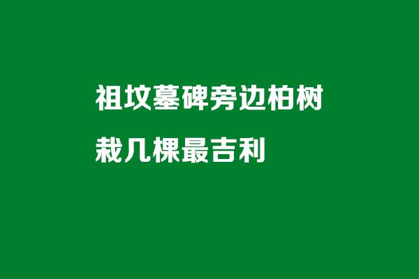 祖坟墓碑旁边柏树栽几棵最吉利