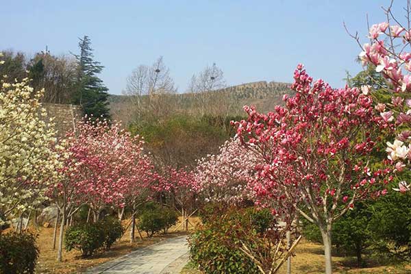 山东福寿园生态安葬 山东福寿园生态安葬